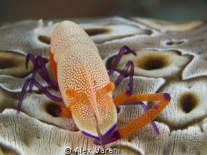 Periclemenes imperator - super macro - by Alex Varani 